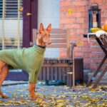 How Much Do Pharaoh Hounds Cost