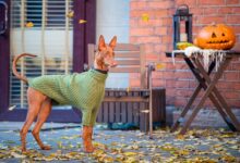 How Much Do Pharaoh Hounds Cost