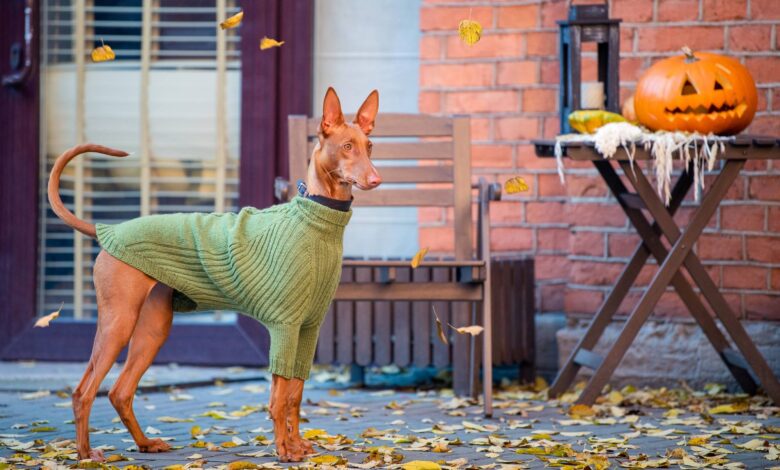 Egyptian Pharaoh Hound Price: How Much Do Pharaoh Hounds Cost? 1 How Much Do Pharaoh Hounds Cost