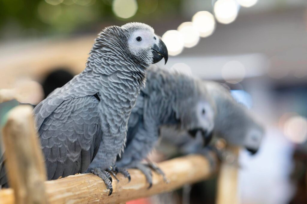 How Much Does A African Grey Cost