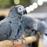 How Much Does A African Grey Cost