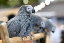 How Much Does A African Grey Cost