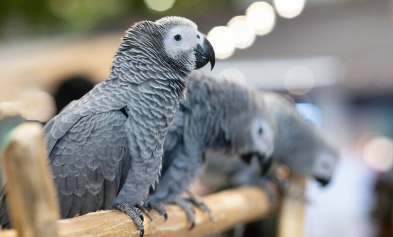 African Grey Parrot Costs: How Much Does A African Grey Cost? 1 How Much Does A African Grey Cost