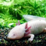 How Much Does A Axolotl Cost