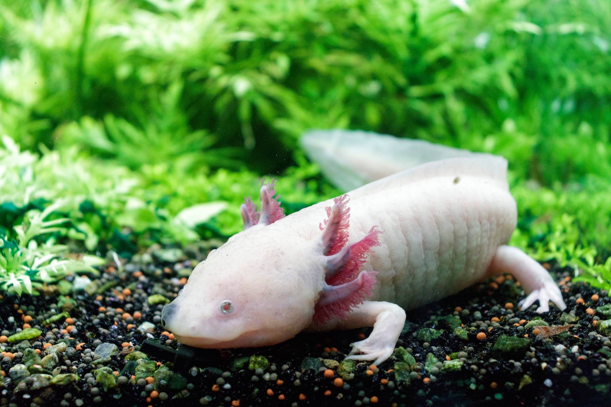 How Much Does Clover Axolotl Cost