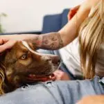 How Much Does A Border Collie Cost