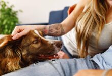 How Much Does A Border Collie Cost