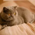 How Much Does A British Shorthair Cost