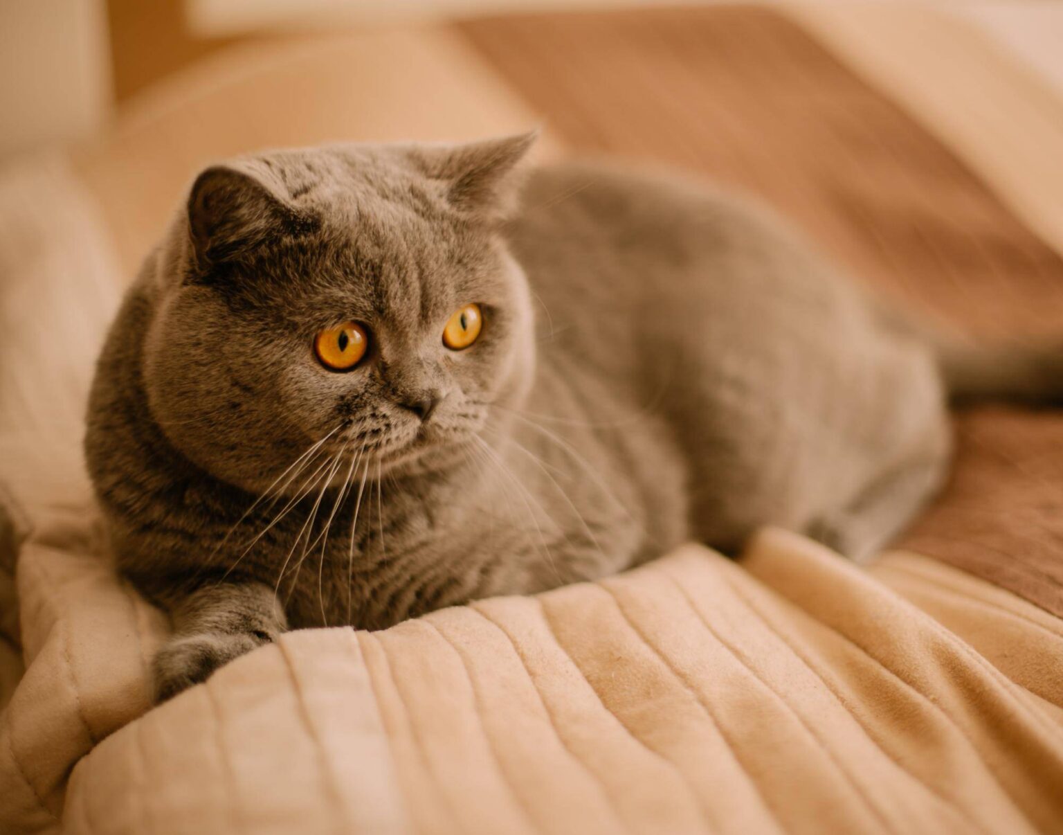 How Much Does A British Shorthair Cost? HomeStyla