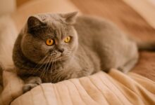 How Much Does A British Shorthair Cost