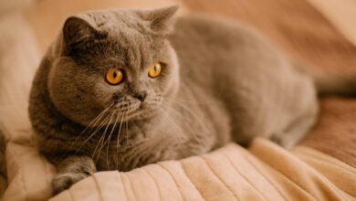 How Much Does A British Shorthair Cost