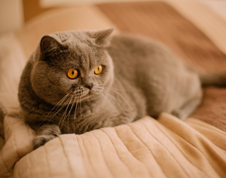 How Much Does A British Shorthair Cost? HomeStyla