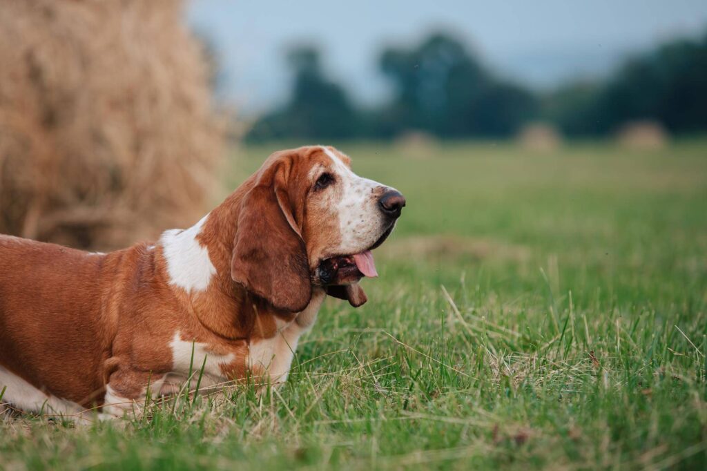 How Much Does A Basset Hound Cost