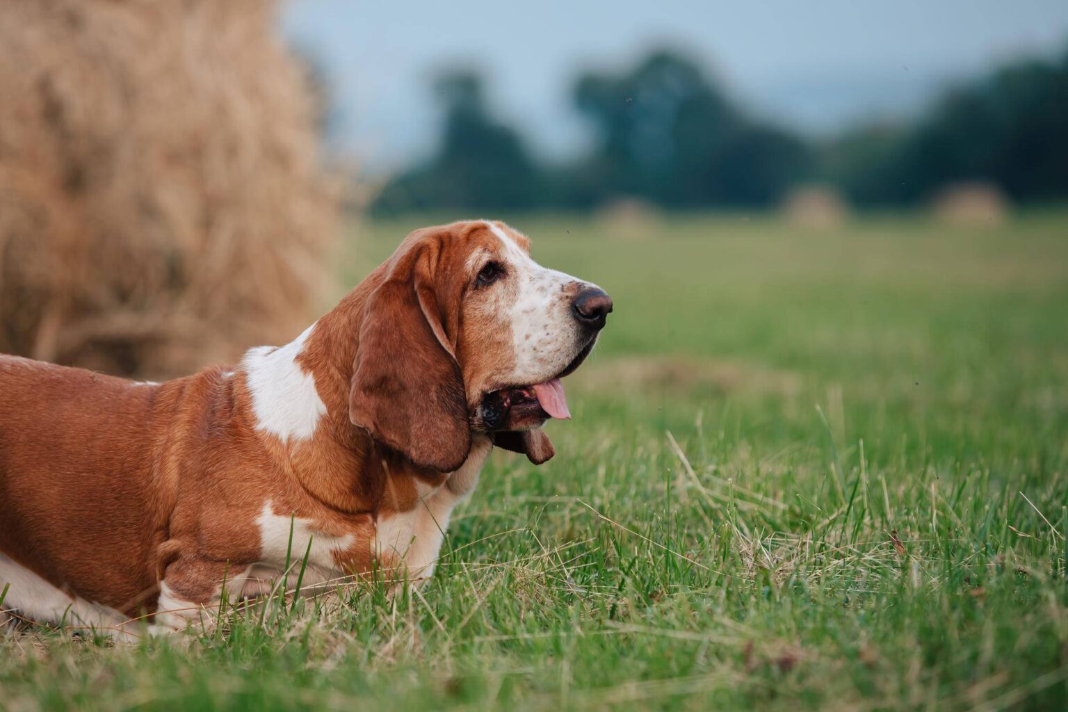 How Much Does A Basset Hound Cost? HomeStyla