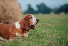 How Much Does A Basset Hound Cost