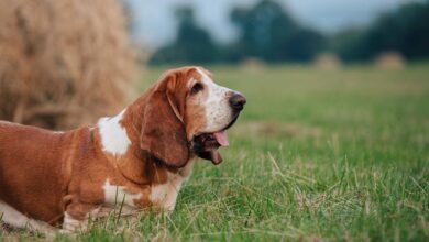 How Much Does A Basset Hound Cost