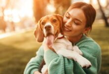 How Much Does A Beagle Cost