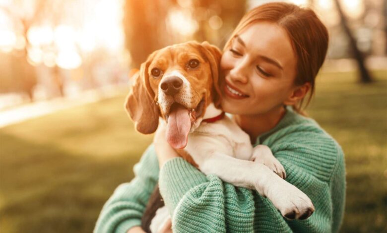 The Ultimate Guide: How Much Does A Beagle Cost? 1 How Much Does A Beagle Cost