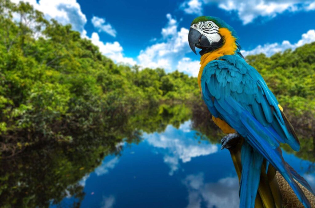 How Much Does A Blue Macaw Cost
