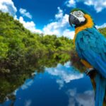 How Much Does A Blue Macaw Cost