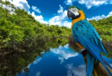 How Much Does A Blue Macaw Cost