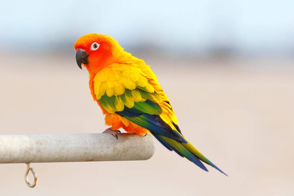 How Much Does Sun Conures Cost