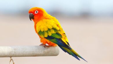 How Much Does Sun Conures Cost