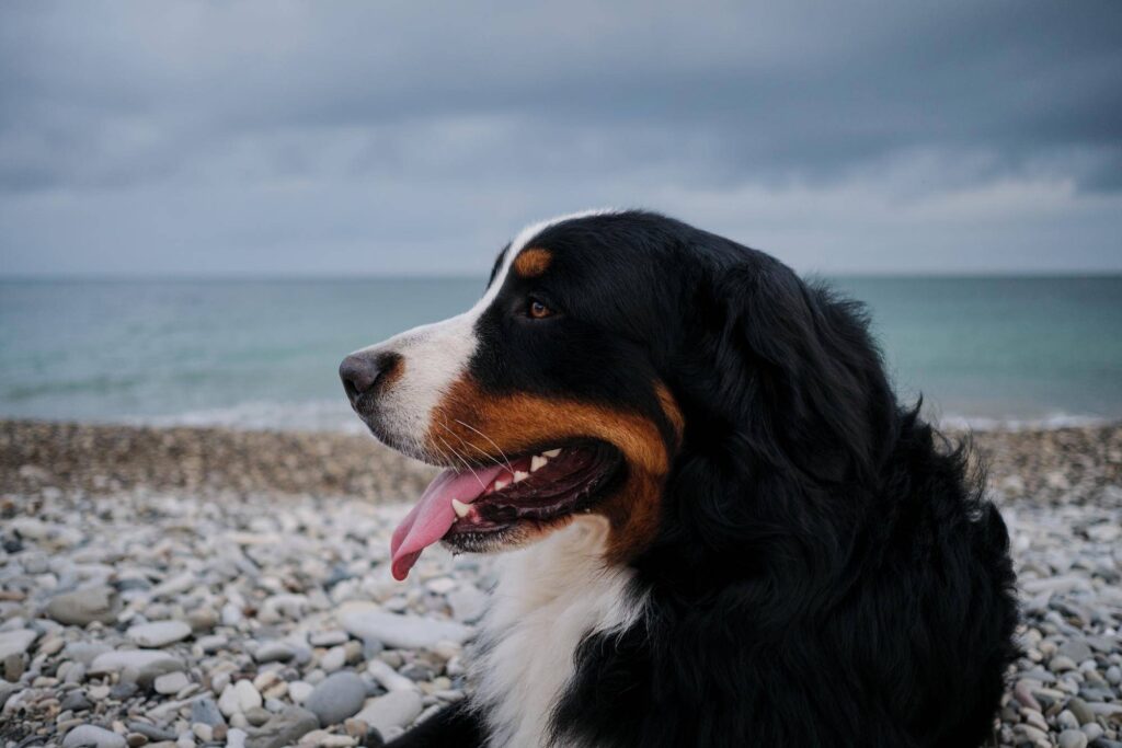 How Much Does a Bernedoodle Cost