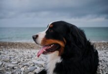 How Much Does a Bernedoodle Cost