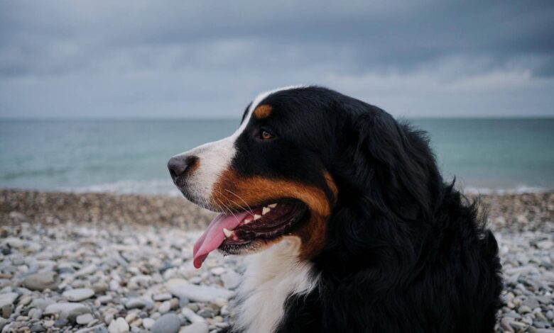 How Much Does a Bernedoodle Cost? 1 How Much Does a Bernedoodle Cost