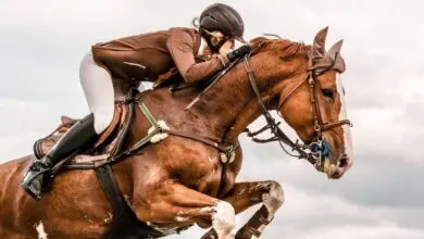 What To Wear Horseback Riding? 14 What To Wear Horseback Riding