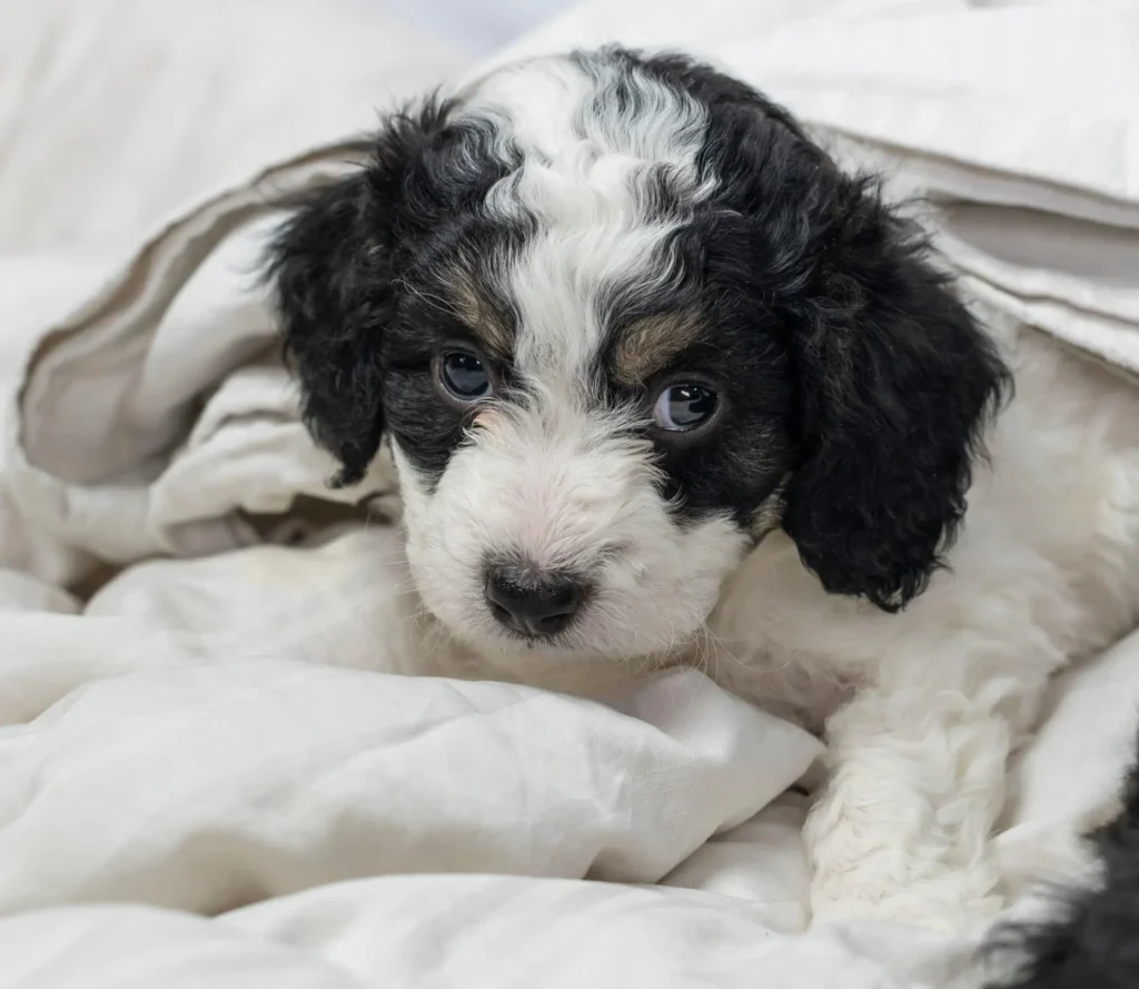 Do Bernedoodles Like To Swim