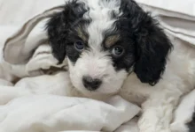 Do Bernedoodles Like To Swim