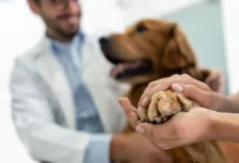How Long Can A Dog Have Worms Before It Dies